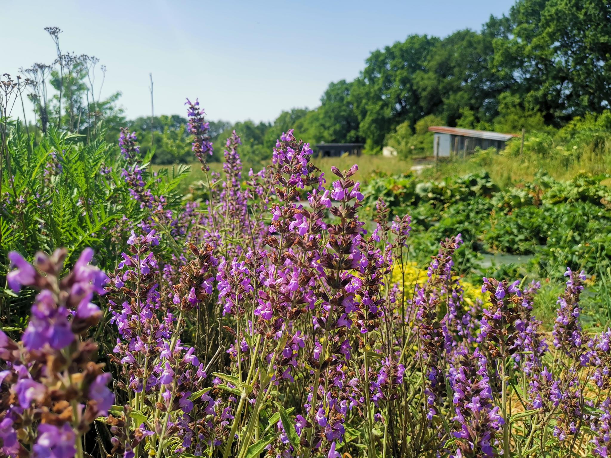 Actus de la ferme Permabocage